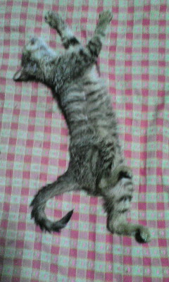 �̂��Փ��L�U