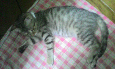 �̂��Փ��L�U