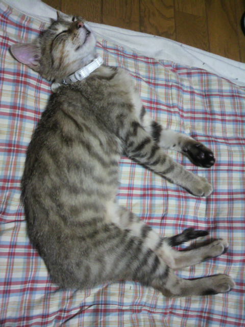 �̂��Փ��L�U