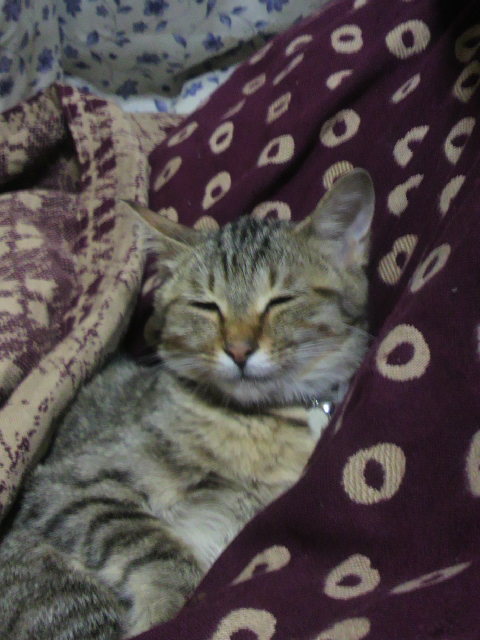 �̂��Փ��L�U