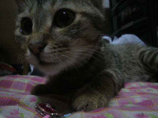 �̂��Փ��L�U