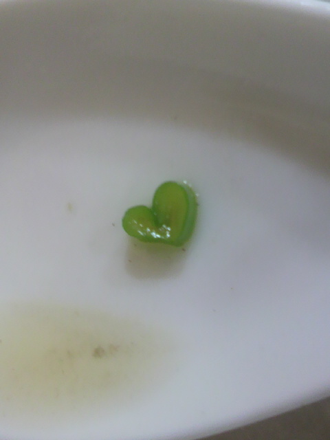 �̂��Փ��L�U