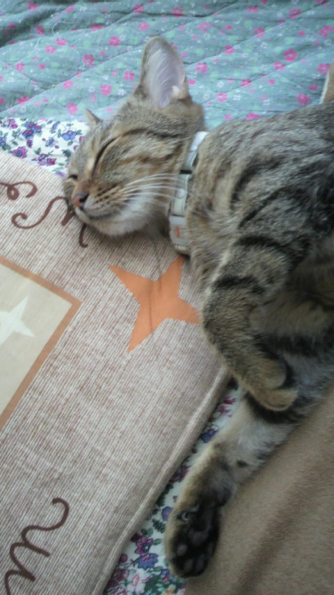 �̂��Փ��L�U