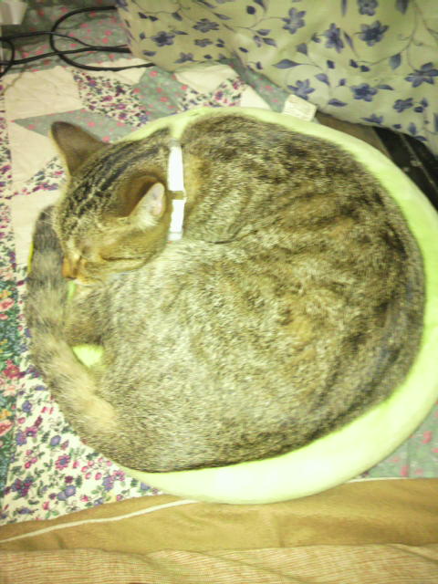 �̂��Փ��L�U