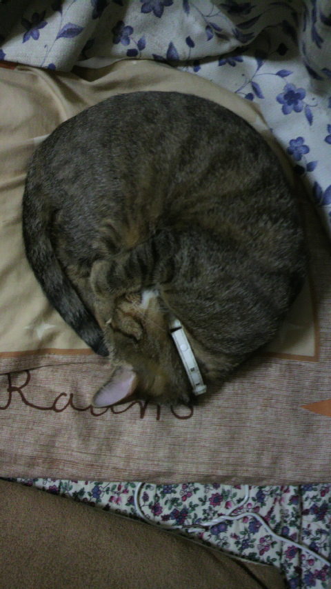 �̂��Փ��L�U