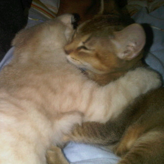 �̂��Փ��L�U