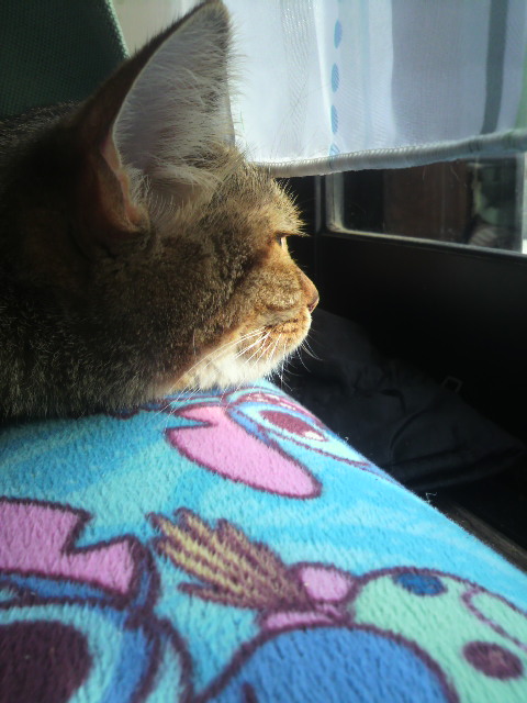 �̂��Փ��L�U