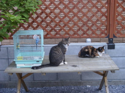 nyanko�̂ځ[���Ƃ�������