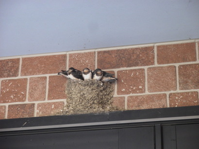 nyanko�̂ځ[���Ƃ�������