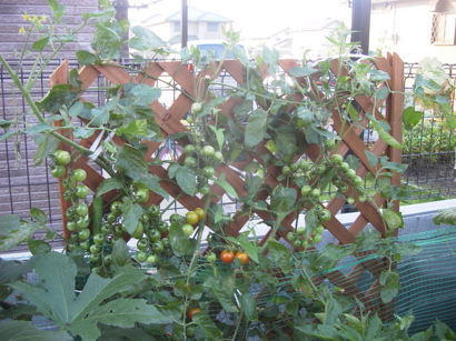 nyanko�̂ځ[���Ƃ�������