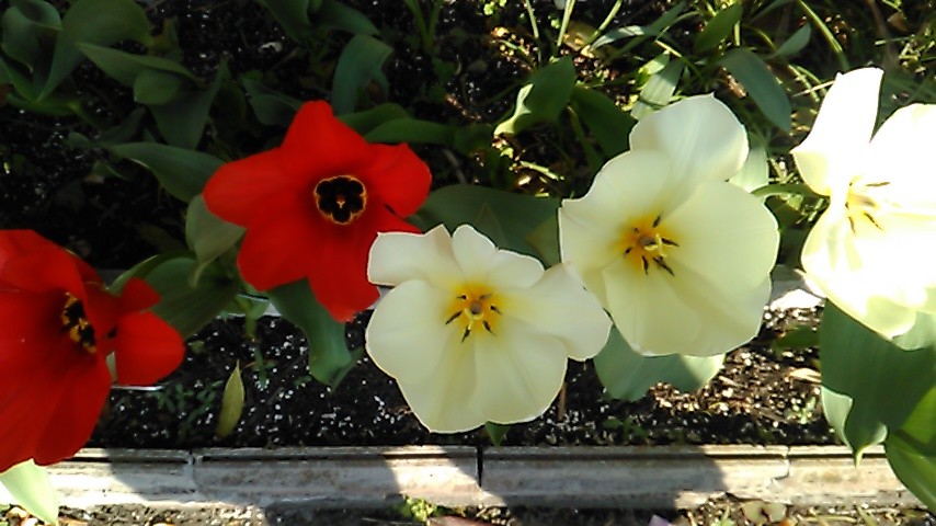 �ʉ�͌��A���A���A�i�W���j