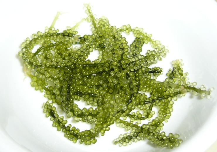 �䂤�����搶�̓���