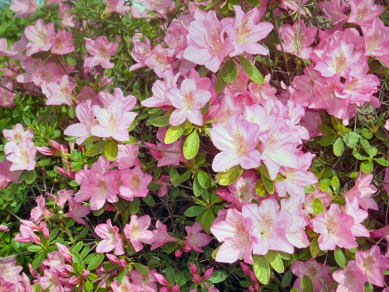 �Ԃ̋G�߂ł��i���ԁ��y�큕�I�[�f�B�I���L�j