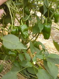 �V�F�t�̓��L