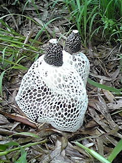 �V�F�t�̓��L