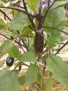 �V�F�t�̓��L