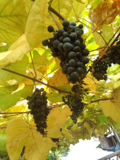 �V�F�t�̓��L