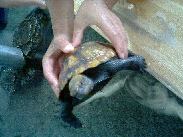 �V�F�t�̓��L