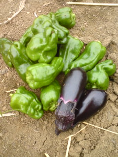 �V�F�t�̓��L