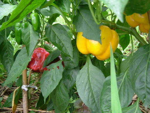 �V�F�t�̓��L