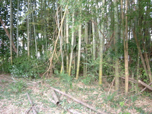 �V�F�t�̓��L