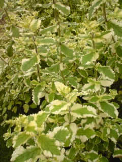 �V�F�t�̓��L