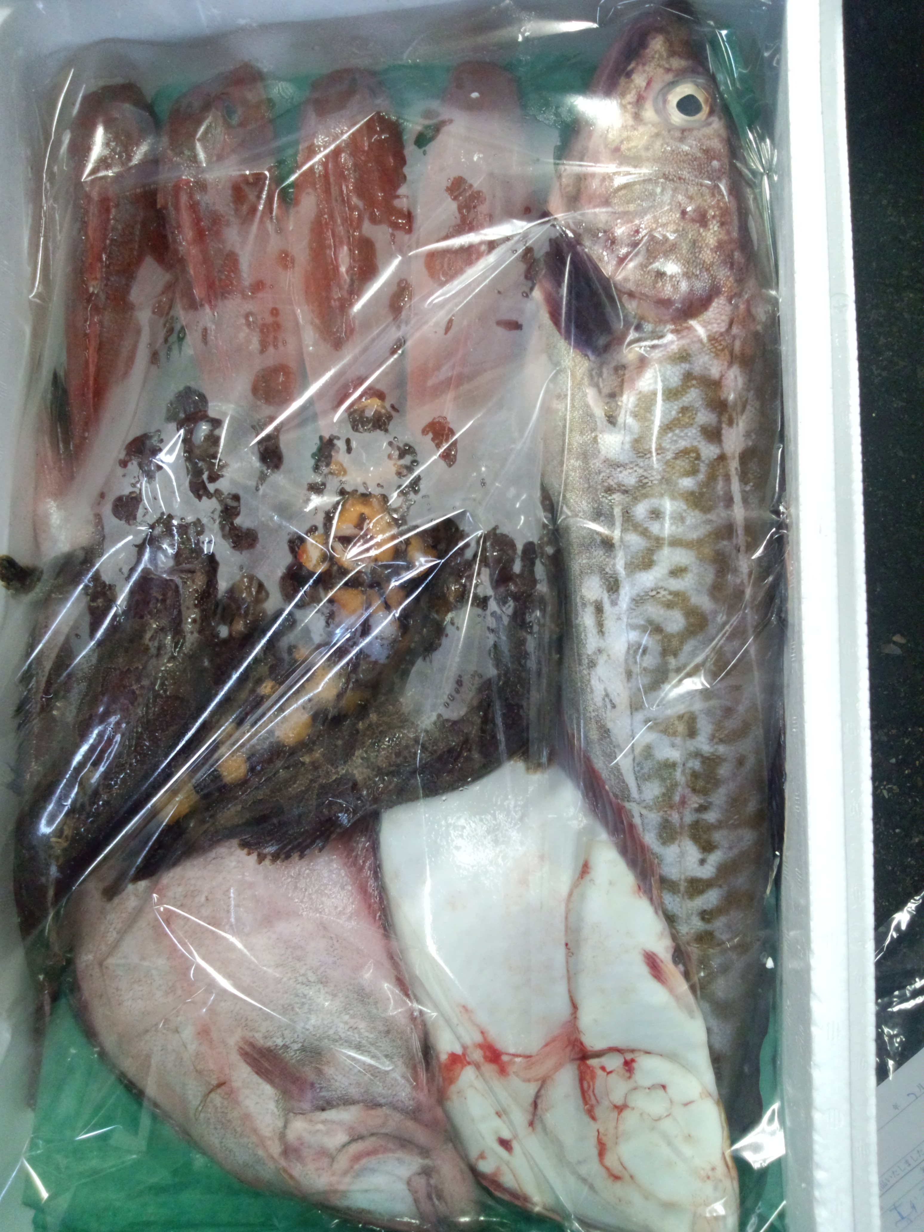 �V�F�t�̓��L