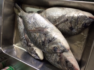 �V�F�t�̓��L