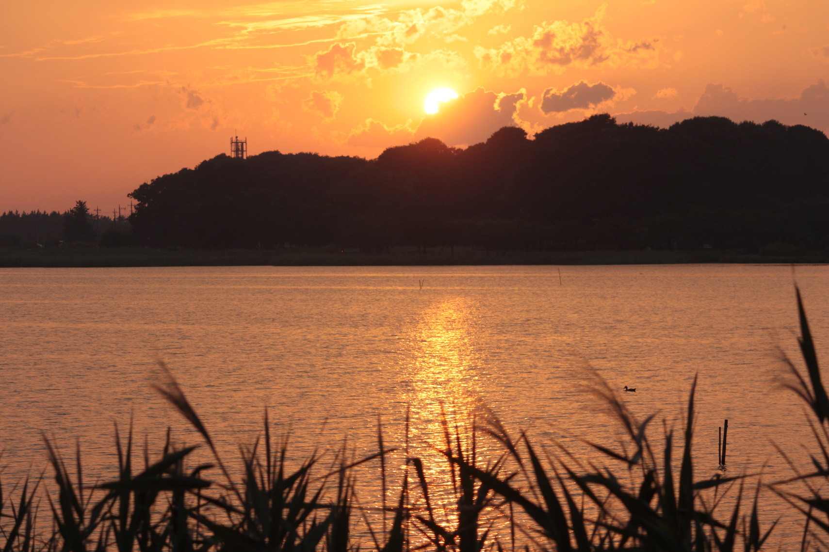 �����i�i���R�Ƃ̂ӂꂠ���j