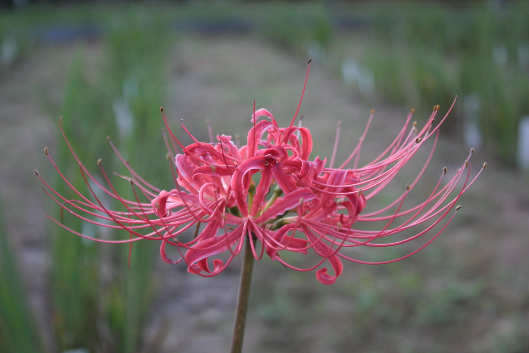 �����i�i���R�Ƃ̂ӂꂠ���j