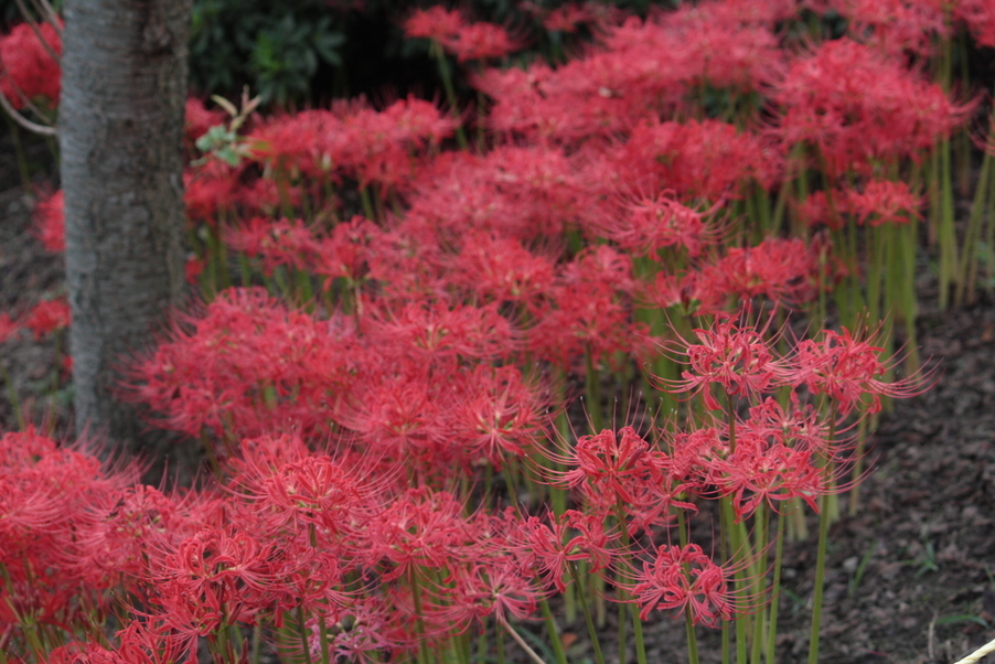 �����i�i���R�Ƃ̂ӂꂠ���j