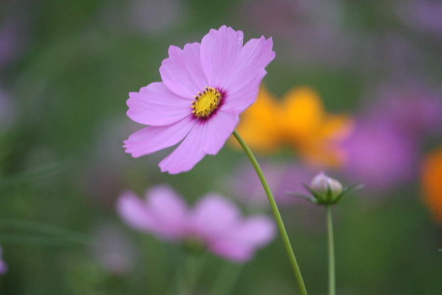 �����i�i���R�Ƃ̂ӂꂠ���j