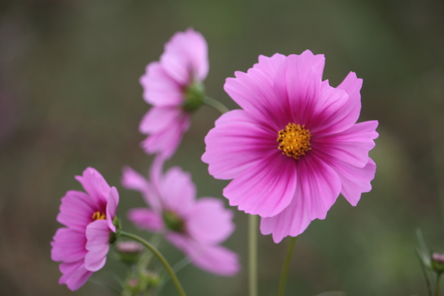 �����i�i���R�Ƃ̂ӂꂠ���j