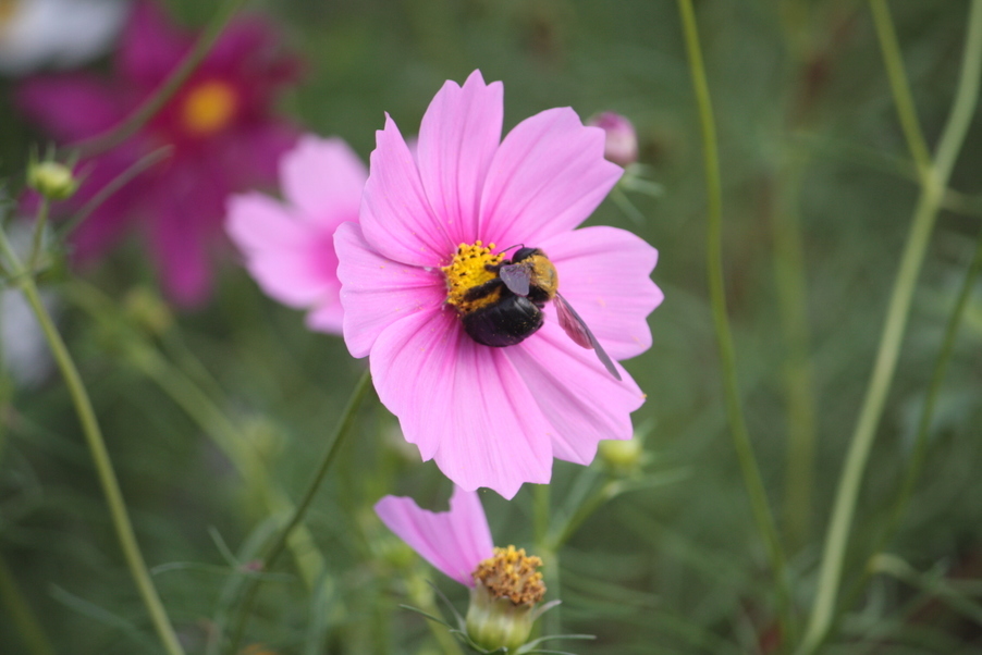 �����i�i���R�Ƃ̂ӂꂠ���j