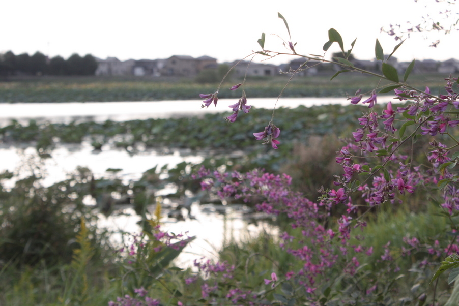 �����i�i���R�Ƃ̂ӂꂠ���j