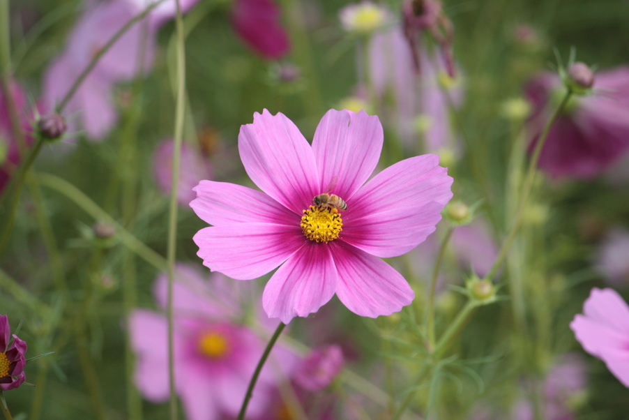 �����i�i���R�Ƃ̂ӂꂠ���j