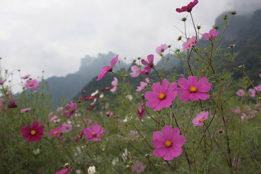 �����i�i���R�Ƃ̂ӂꂠ���j