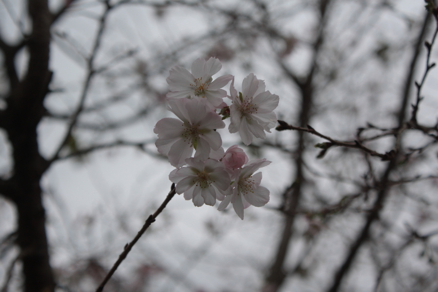 �����i�i���R�Ƃ̂ӂꂠ���j