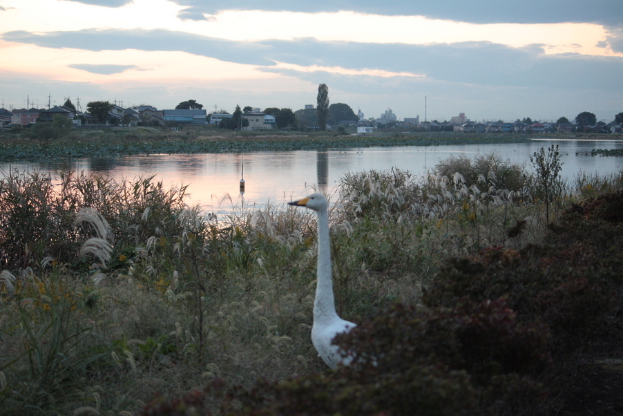 �����i�i���R�Ƃ̂ӂꂠ���j