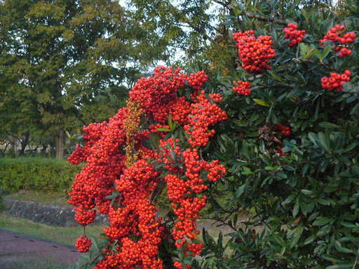 �����i�i���R�Ƃ̂ӂꂠ���j