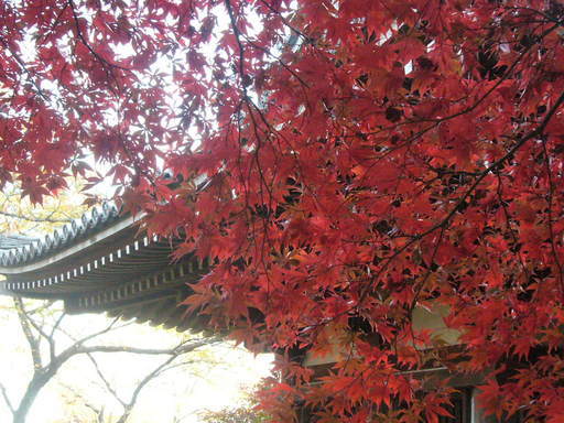 �����i�i���R�Ƃ̂ӂꂠ���j