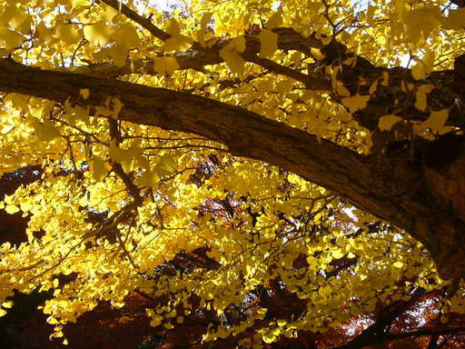 �����i�i���R�Ƃ̂ӂꂠ���j