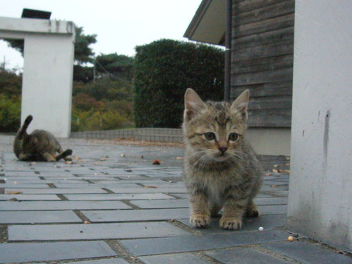 �����i�i���R�Ƃ̂ӂꂠ���j