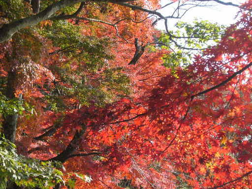 �����i�i���R�Ƃ̂ӂꂠ���j