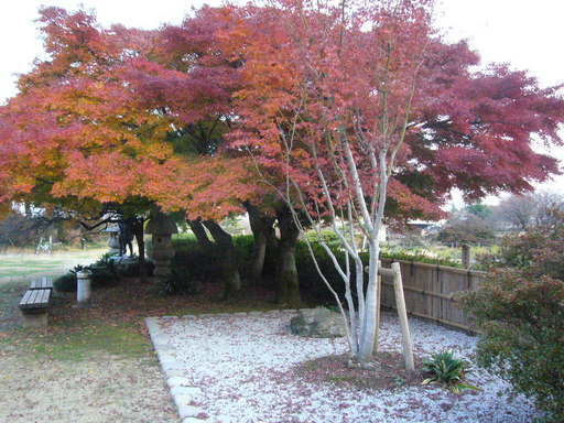 �����i�i���R�Ƃ̂ӂꂠ���j