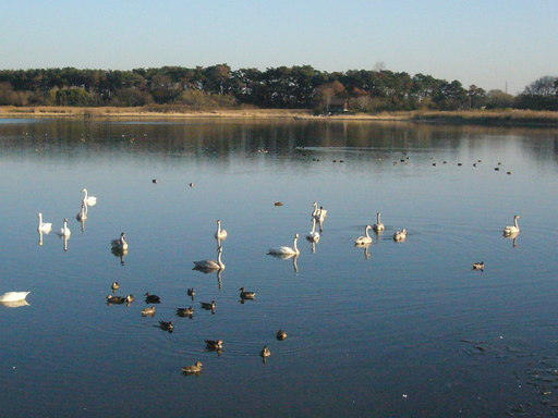 �����i�i���R�Ƃ̂ӂꂠ���j