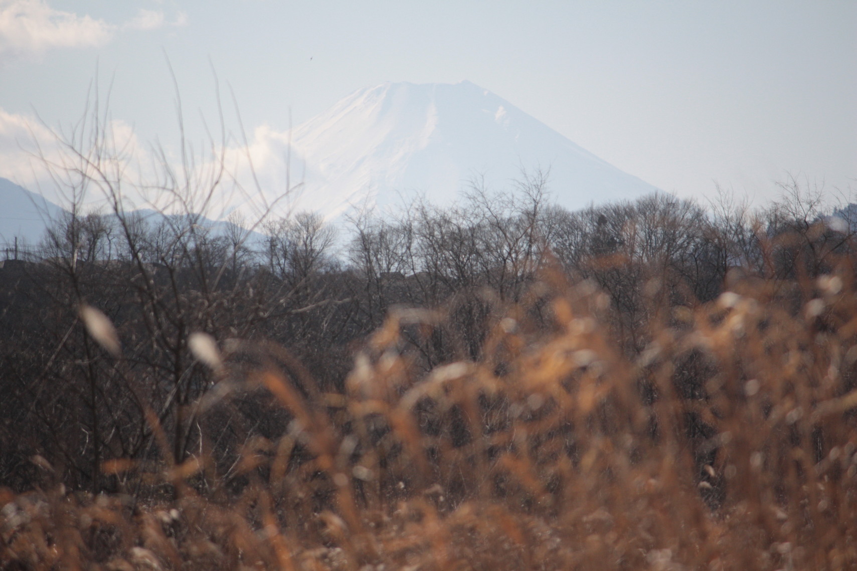 �����i�i���R�Ƃ̂ӂꂠ���j