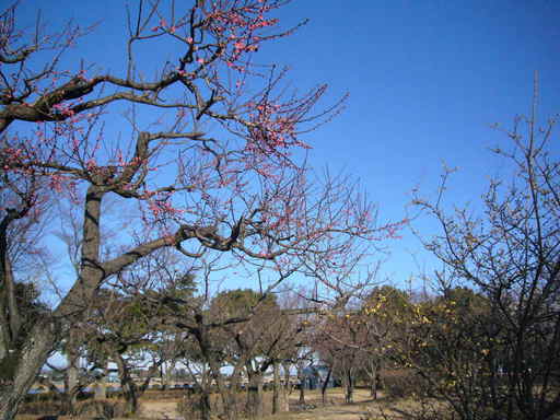 �����i�i���R�Ƃ̂ӂꂠ���j