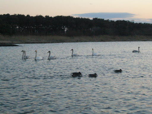 �����i�i���R�Ƃ̂ӂꂠ���j