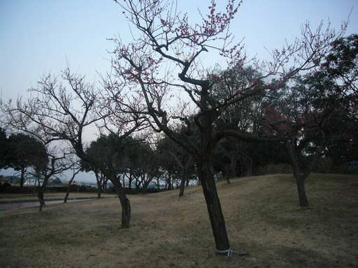 �����i�i���R�Ƃ̂ӂꂠ���j